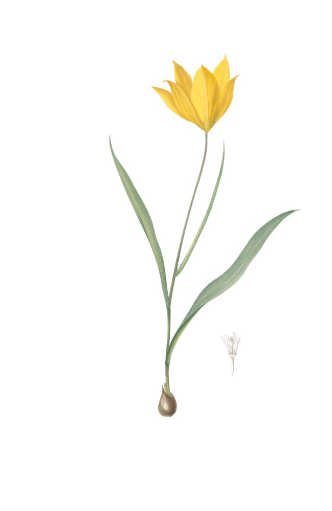 Tulipe_des_vignes.png