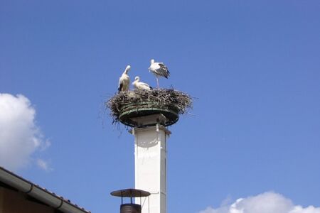 Nos locataires les cigognes sur le toit de la salle des fêtes