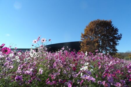 Fleurs d'automne près de la Comète